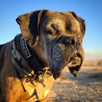 mack_the_blind_boxer profile picture