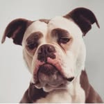 madame_eyebrows profile picture