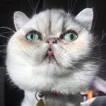 madammimkitty profile picture