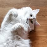 maddapat profile picture