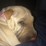 maddy_sharpei profile picture