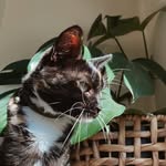 maevethetortie profile picture