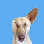 maggiethewunderdog profile picture