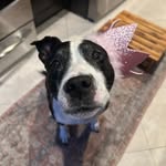 magicbrooklynbeans profile picture
