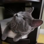 magicmaxthecat profile picture