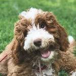 magicmurphythedoodle profile picture