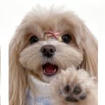 magic_yuumi profile picture