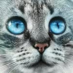 magnifiques_chats profile picture