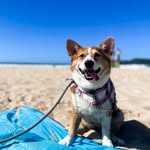 magsthecorgi profile picture
