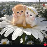 mahak_rangrezz_x1 profile picture
