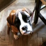 maiathepup profile picture