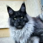 mainecoon_country_gullivers profile picture