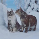 mainecoonqueens profile picture