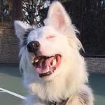maisie_theaussiemix profile picture