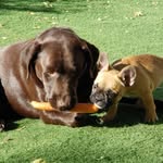 maisy.mae_and_brutus.mclovin profile picture