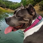 maisythebarnhippo profile picture