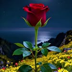 majid484khan profile picture