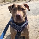 majorthepittie profile picture