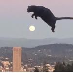 makinlikeshrimp profile picture