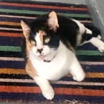 makita_the_calico profile picture