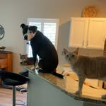 mako_thecatdog profile picture