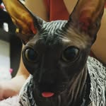 maksimalekseev6218 profile picture
