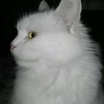 malaaak_zrr profile picture