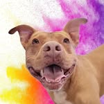 malibusmama profile picture
