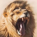malikalouback profile picture