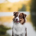 malka_aussies profile picture