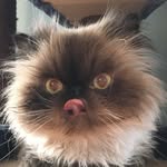 mallomarlicks profile picture
