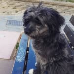 mallou_the_dog profile picture