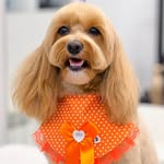 maltipootoy.mia profile picture