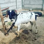 mamahesh6273 profile picture