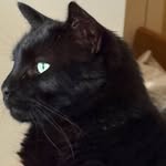mamakittybibba profile picture