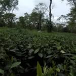 mamoni.ghar profile picture