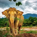 mandalao_elephants profile picture