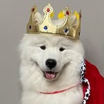 mango.thesamoyed profile picture