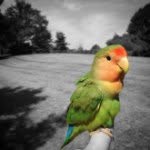 mango_lovebird profile picture