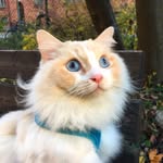 mangos_place profile picture
