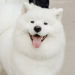mangothesammy profile picture
