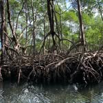 mangrove_forests profile picture