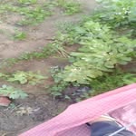 mano.jsingh4692 profile picture