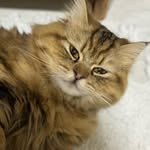 maple.jumps profile picture