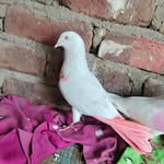 maqdar8 profile picture