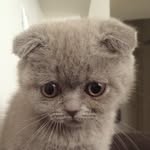 maralechat profile picture