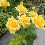 marcia.wenderoscky profile picture