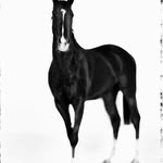 marcodeloguselis profile picture