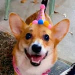 margothecorg profile picture