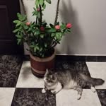 mariaeugeniacatanocatano profile picture